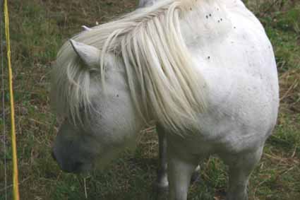 Pferdekoppel am Urzeitgrab