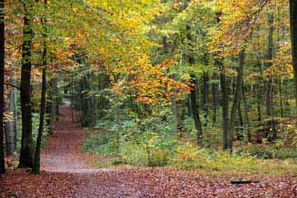 Herbstwege